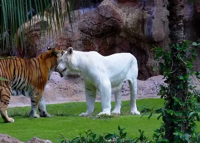 Terassas- Playa De Americas - Tenerife- Espagne Apartament