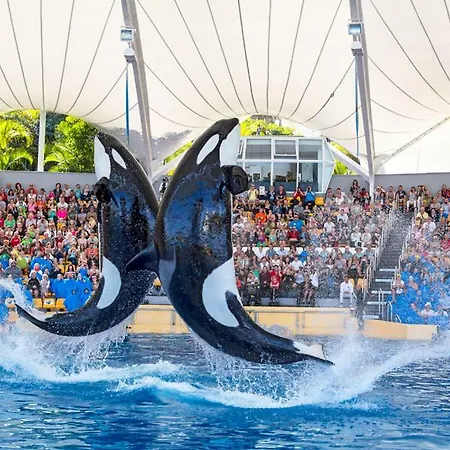 Terassas- Playa De Americas - Tenerife- Espagne Playa de las Américas
