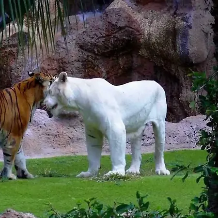 Terassas- Playa De Americas - Tenerife- Espagne Lejlighed